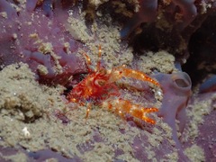 Trapezionida olivarae