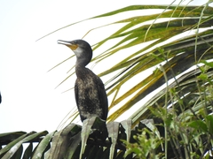 Phalacrocorax fuscicollis