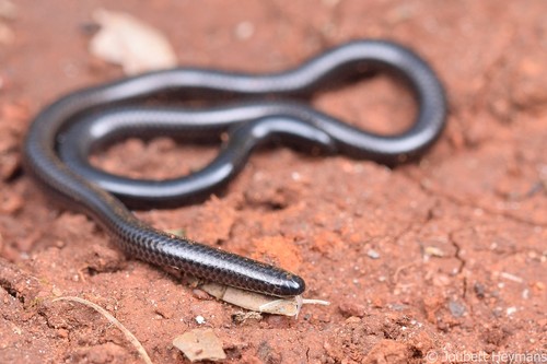 Jacobsen's Thread Snake