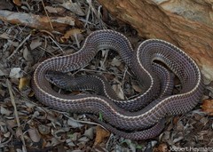 Limaformosa capensis