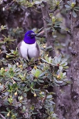 Oreotrochilus chimborazo
