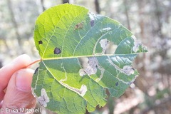 Stigmella salicis