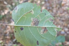 Stigmella salicis