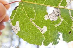 Stigmella salicis