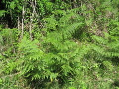 Pteridium tauricum