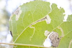 Stigmella salicis