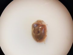 Clitostethus arcuatus