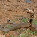 Mozambique Spitting Cobra - Photo (c) Joubert Heymans, some rights reserved (CC BY-NC)