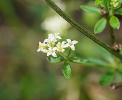 Asperula euryphylla