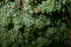 Polyphlebium vieillardii