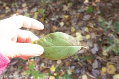 Stigmella salicis
