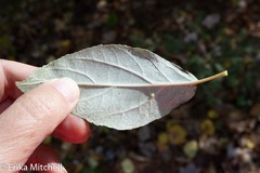 Stigmella salicis