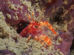 Trapezionida olivarae