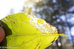 Stigmella salicis