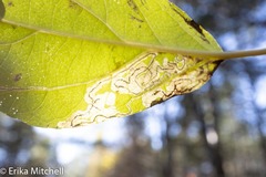 Stigmella salicis