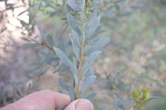 Acacia buxifolia