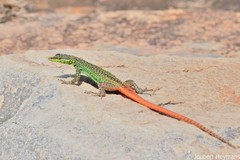 Platysaurus intermedius intermedius