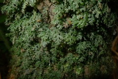 Polyphlebium vieillardii