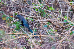 Phaenicophaeus viridirostris