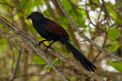 Centropus sinensis parroti