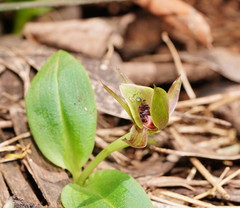 Chiloglottis jeanesii
