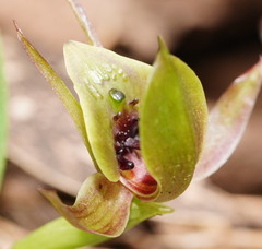 Chiloglottis jeanesii