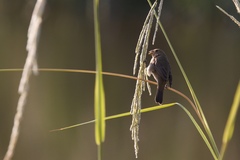 Sporophila caerulescens