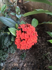 Ixora chinensis