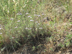 Ziziphora serpyllacea