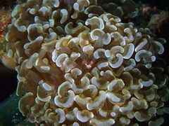 Fimbriaphyllia ancora