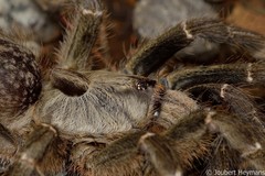 Ceratogyrus darlingi