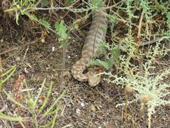 Macrovipera lebetinus