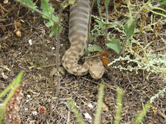 Macrovipera lebetinus