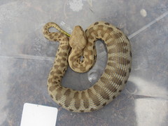Macrovipera lebetinus