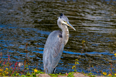 Ardea cinerea