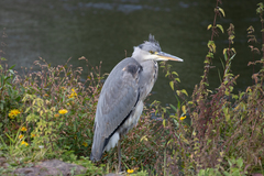 Ardea cinerea
