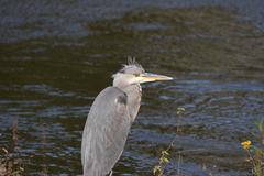 Ardea cinerea
