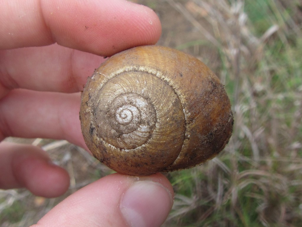 Berserker Range Melon Snail