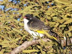 Grantiella picta