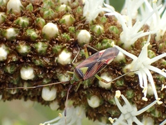 Pseudopantilius australis