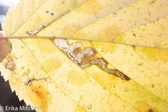 Ectoedemia quadrinotata