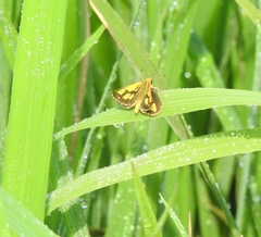 Ampittia dioscorides