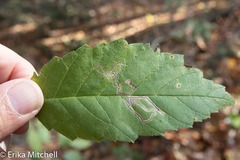 Stigmella apicialbella