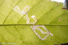 Stigmella apicialbella