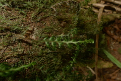 Hymenophyllum javanicum
