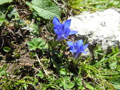 Gentiana septemfida grossheimii