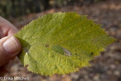 Phyllonorycter obscuricostella