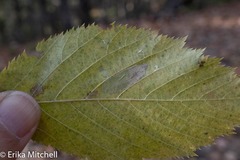 Phyllonorycter obscuricostella