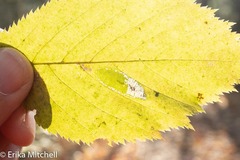 Phyllonorycter obscuricostella