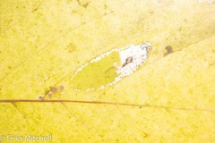 Phyllonorycter obscuricostella